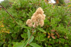 Spiraea × pyramidata