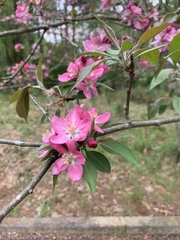 Malus angustifolia