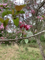 Malus angustifolia