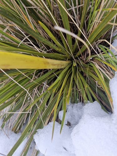 Aciphylla kirkii, photograph 3