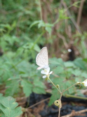 Zizeeria knysna knysna