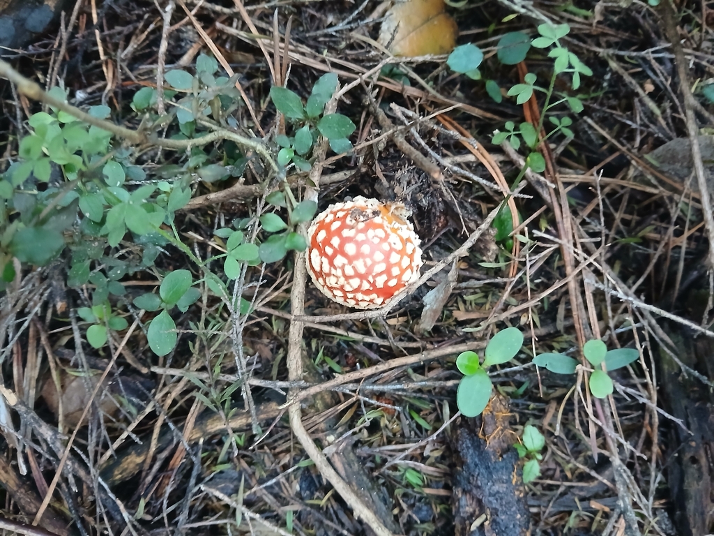 Amanita muscaria · April 2026 · photo: © bigfarma2017 (iNaturalist, cc-by)