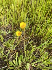 Leontodon saxatilis saxatilis