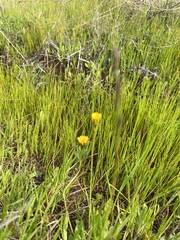 Leontodon saxatilis saxatilis