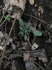 Borodinia perstellata