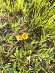 Leontodon saxatilis saxatilis