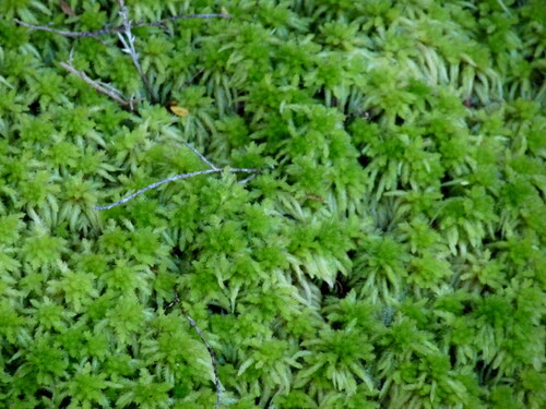 Sphagnum cristatum observed 2026-04-26