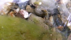 Annulipalpia