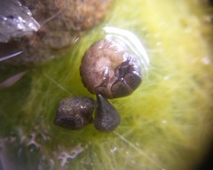 Annulipalpia