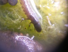 Annulipalpia
