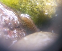 Annulipalpia