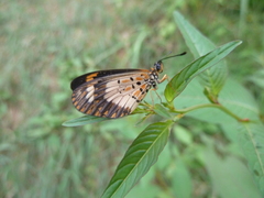 Acraea