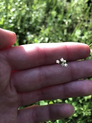 Myosotis macrosperma
