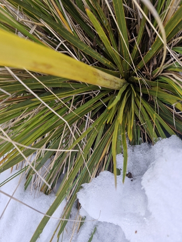 Aciphylla kirkii, photograph 4