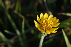 Noticastrum acuminatum