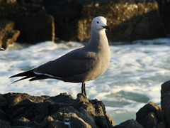 Leucophaeus modestus