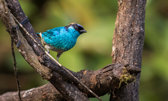 Chalcothraupis ruficervix ruficervix