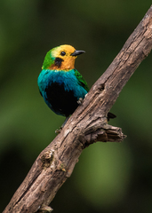 Chlorochrysa nitidissima