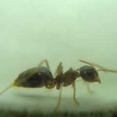 Prenolepis nitens