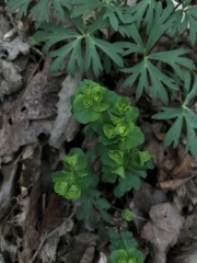 Euphorbia commutata