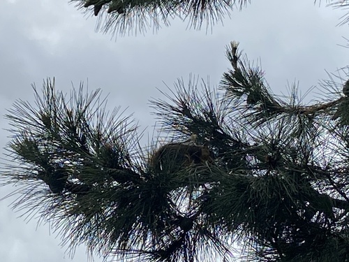 iNaturalist observation photo of Eastern Fox Squirrel