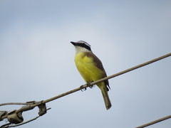 Pitangus sulphuratus