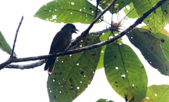 Chlorothraupis stolzmanni dugandi