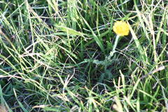 Noticastrum acuminatum