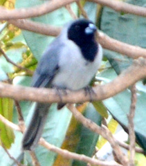 Schistochlamys melanopis
