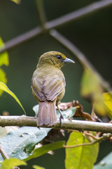 Sphenopsis frontalis