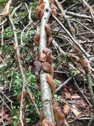 観察された菌類