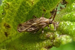 Teleonemia scrupulosa