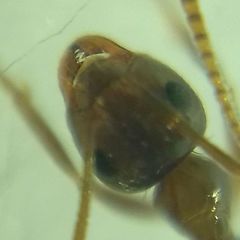 Prenolepis nitens