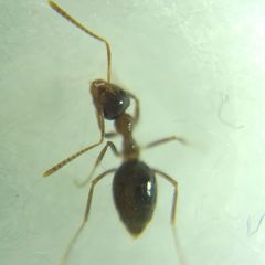Prenolepis nitens