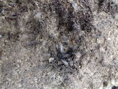 Prenolepis nitens