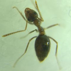 Prenolepis nitens