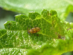 Teleonemia scrupulosa