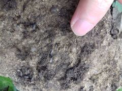Prenolepis nitens