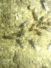 Prenolepis nitens