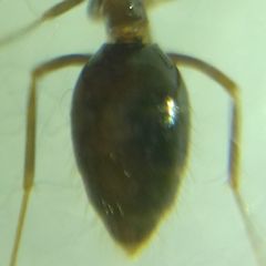 Prenolepis nitens