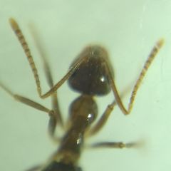 Prenolepis nitens