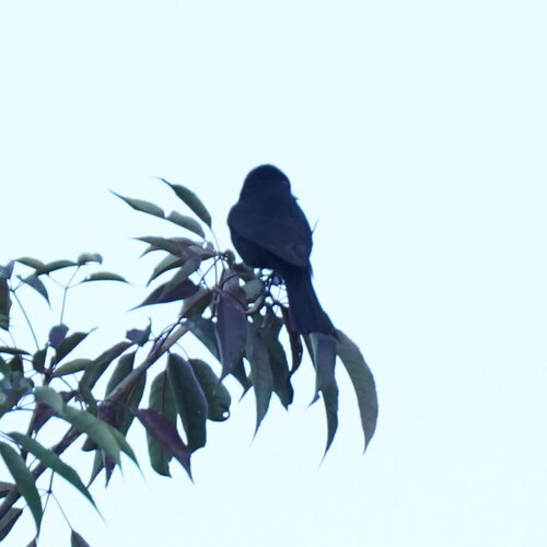 Velvety Black Tyrant (Knipolegus nigerrimus), photo 9