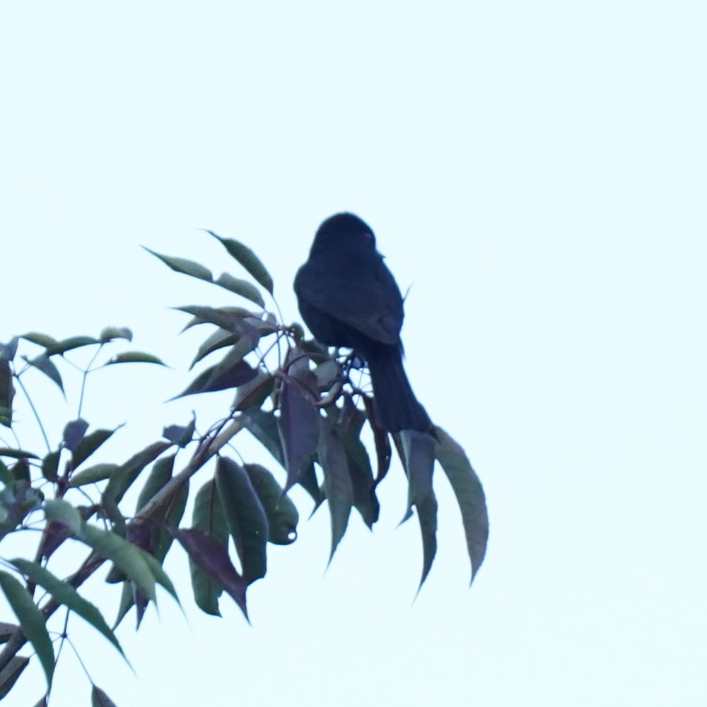 Velvety Black Tyrant (Knipolegus nigerrimus), photo 8