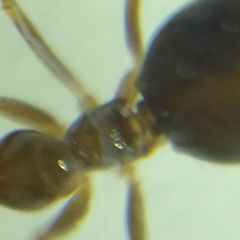 Prenolepis nitens