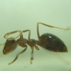 Prenolepis nitens