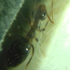 Prenolepis nitens