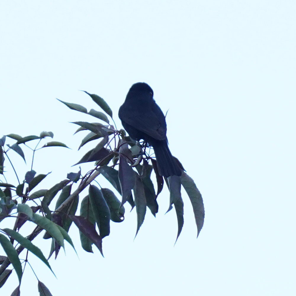 Velvety Black Tyrant (Knipolegus nigerrimus), photo 9