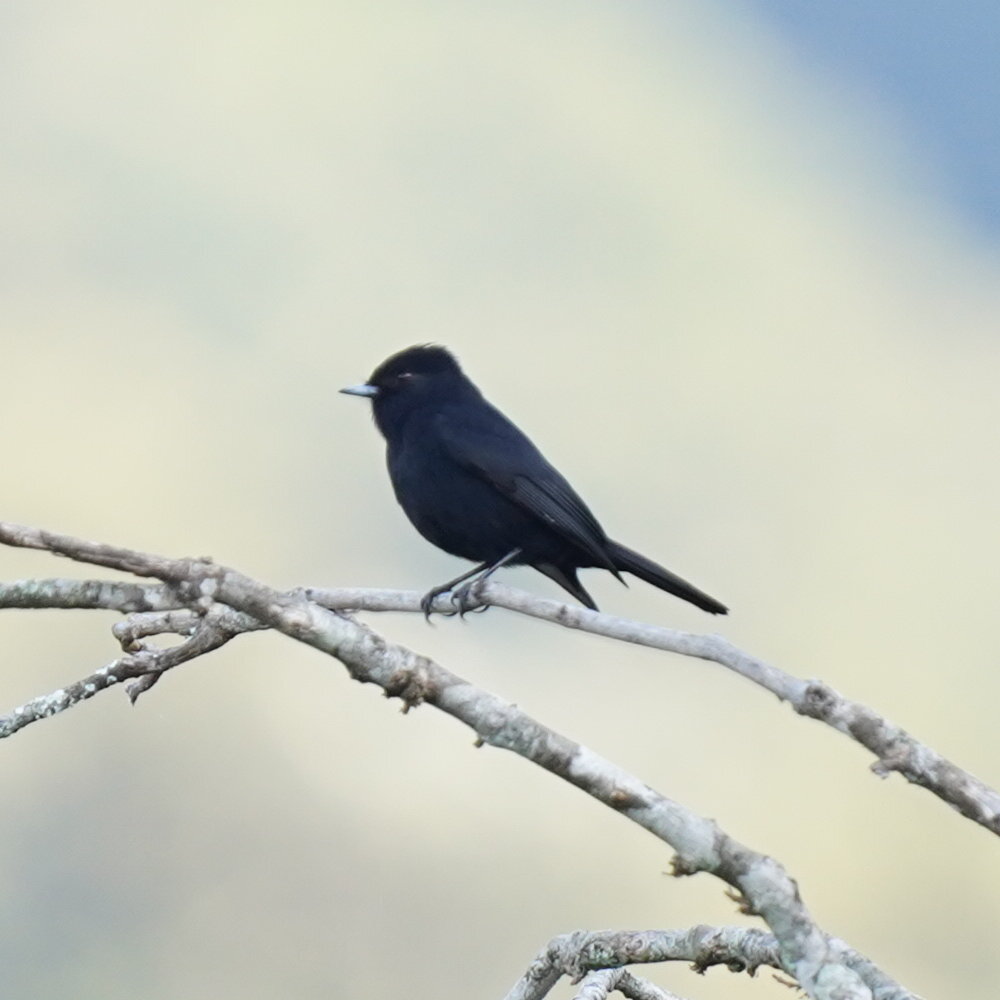 Velvety Black Tyrant (Knipolegus nigerrimus), photo 7