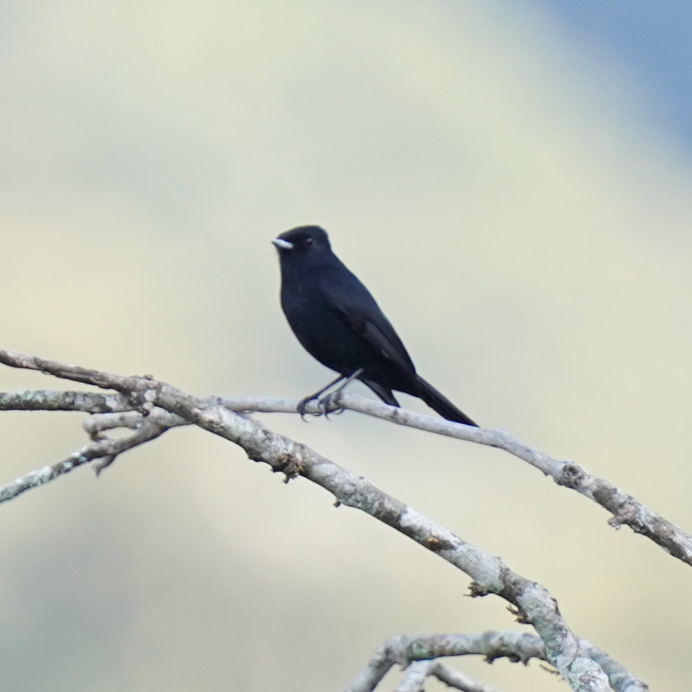Velvety Black Tyrant (Knipolegus nigerrimus), photo 6