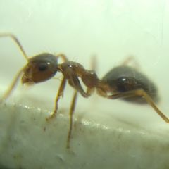 Prenolepis nitens